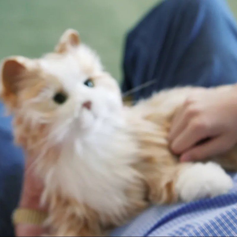 COMPANION PET CAT